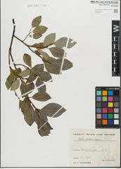 Foto von Salix glabra Scop.